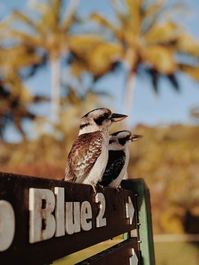 Bundaberg Commercial real estate and business sales, leasing and Australian as a kookaburra